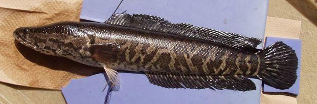 Say hello to the northern snakehead. The fish gets its name from the shape an appearance of--you guessed it--its head. Photo courtesy of National Fish and Wildlife Service