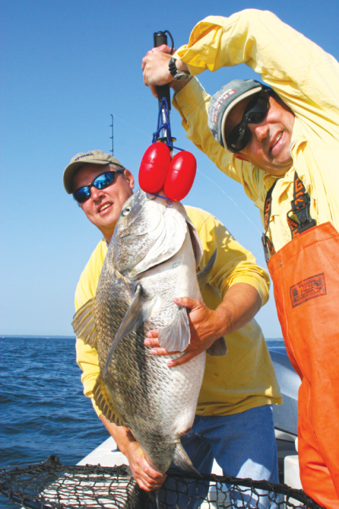 Black drum make their annual trek into Bay waters in May. In Maryland, these drum are strictly a sport fish—no commercial take is allowed. Photo courtesy of CD Outdoors