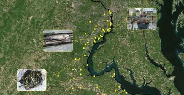 Click for the full map of Virginia snakehead distribution.