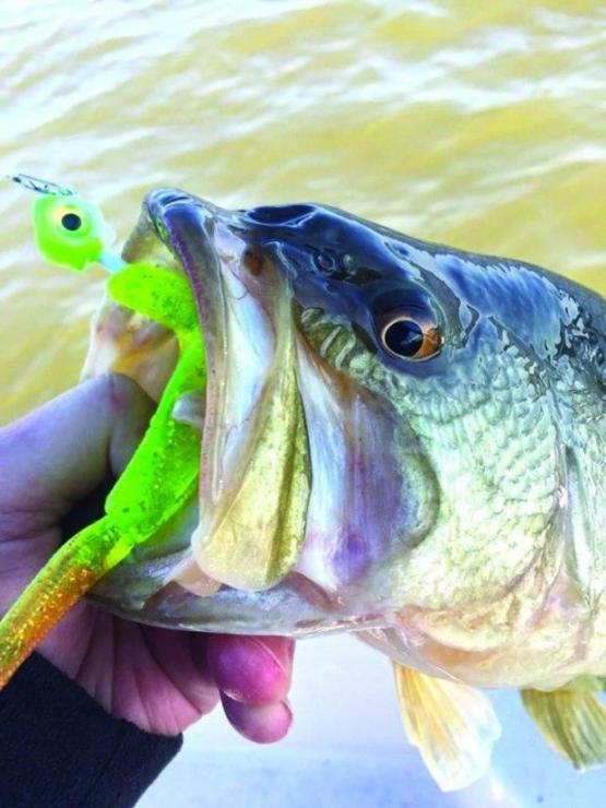 When water temps drop during the fall, stripers can’t resist a well-placed lure, such G-Eye Jigs paired with a 5.25- or 7-inch Bust Em Baits. Photo courtesy G-Eye Jigs