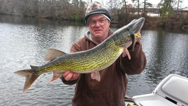 Lee Haile III of Towson hooked this 8 lb chain pickerel in a pond near Salisbury setting a new state record. Photo by Eddie Haile