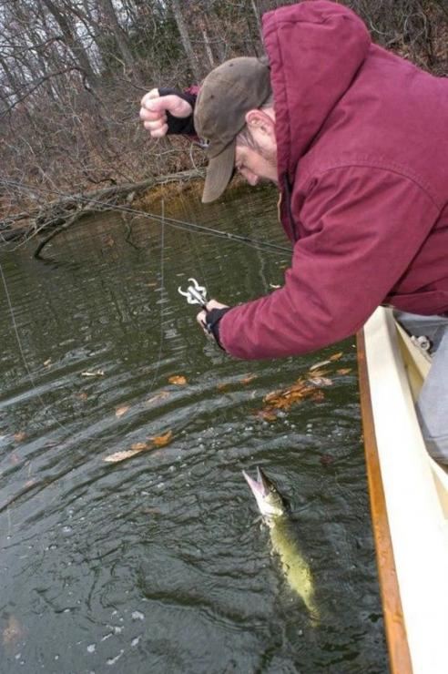 Chain pickerel have sharp, jagged teeth so the prudent angler should take care when handling. Photo courtesy of J. E. Evans
