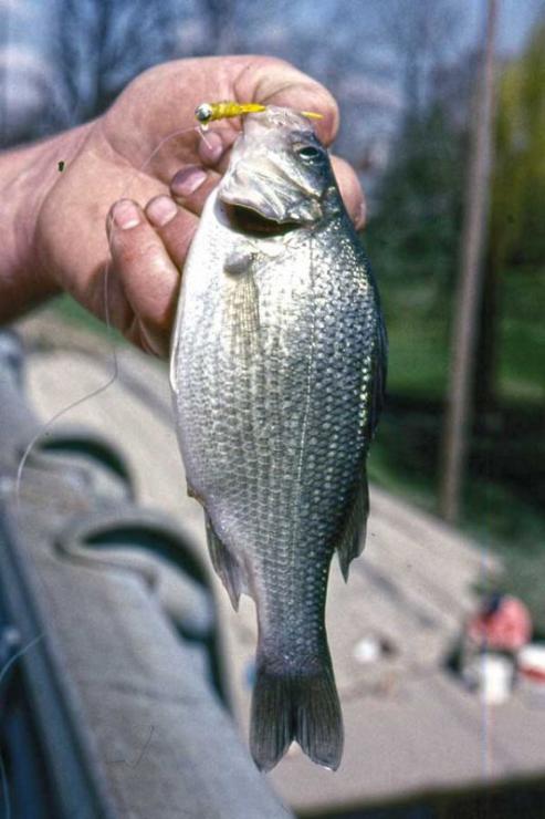 White perch are an excellent target for winter fishermen.
