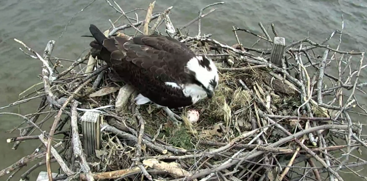 We have an egg! Video still from the live osprey cam feed.