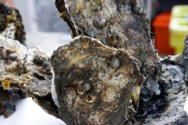 Oyster shells (Photo by U.S. Army Corps of Engineers Courtesy Photo)