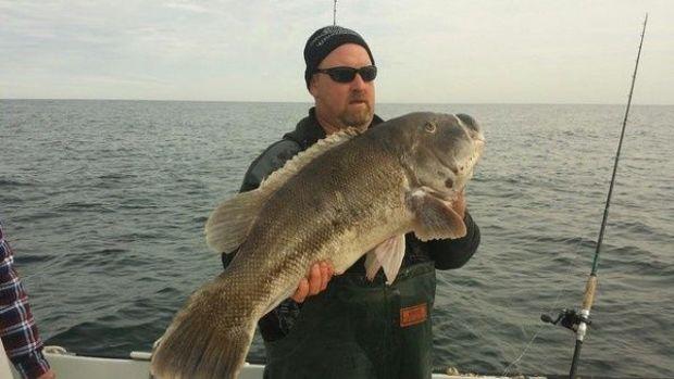 Westerfeld’s state record tautog. Photo by Capt. Kane Bounds