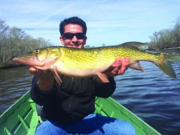 This 30-inch chain pickerel was caught by Brad holbrook, which after a spirited fight was returned to the water unharmed and happy. (Photo courtesy of Tieren Ebbitt.)
