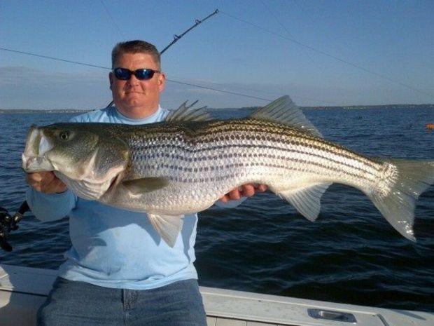 Jeff Sykes of Beverly Beach caught and released this 41-inch rockfish, fishing on the western side of the ship channel south of Thomas Point in May. Photo courtesy of Jeff Sykes
