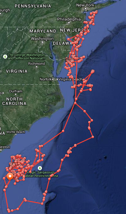 Every time Mary Lee breaks the surface, her tag 'pings' on <em>OCEARCH.org</em>. In May, she was a frequent visitor to the Maryland and New Jersey coasts.