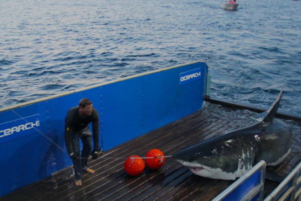 Mary Lee was tagged by Ocearch off the coast of Cape Cod in 2012. Photo courtesy of Ocearch