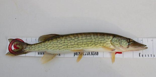 A typical chain pickerel specimen. This one was caught on the Severn River upstream from Annapolis.