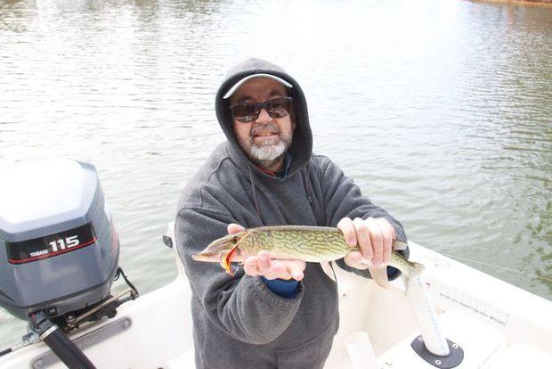 Lew Armistead fooled this chain pickerel on the Magothy River with a red and white Clouser deep minnow fly. Photo by Gary Reich