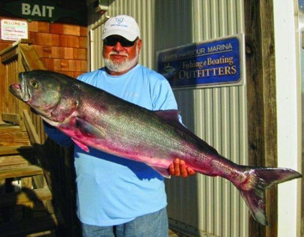 Dr. Luis Mispireta of Stevensville, MD, landed this new Delaware state record bluefish, a 24.8-pounder he caught over the Del-Jersey-Land Reef. Photo courtesy of Joe Morris of Lewes Harbour Marina