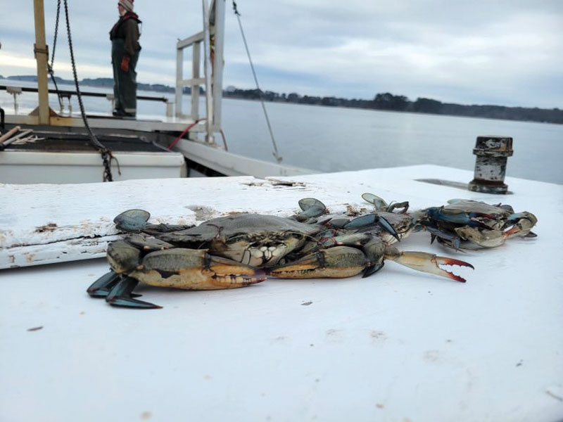 blue crab 