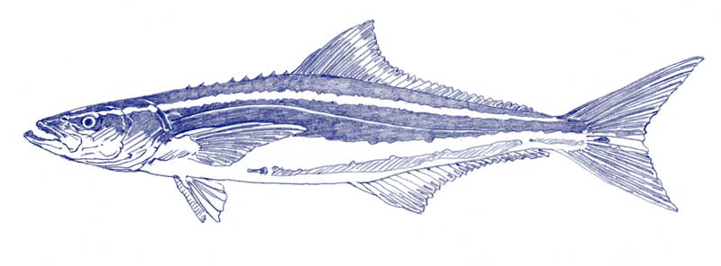new fossil fish species