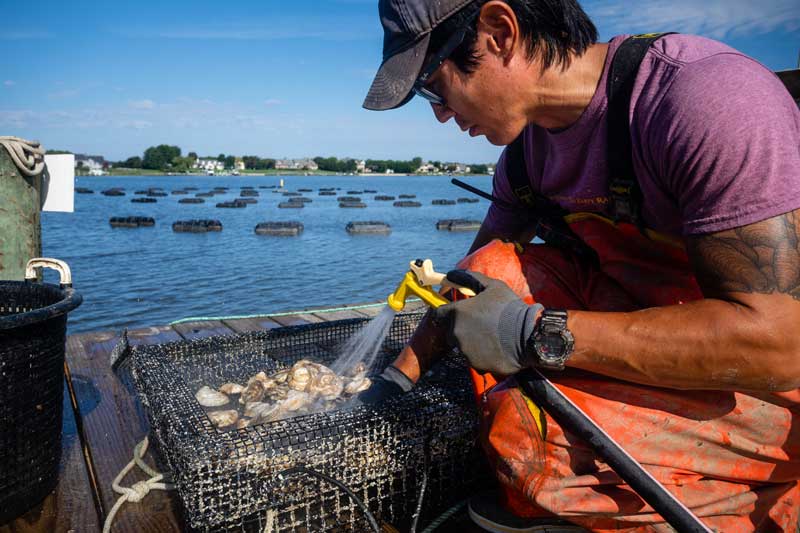 chesapeake oyster