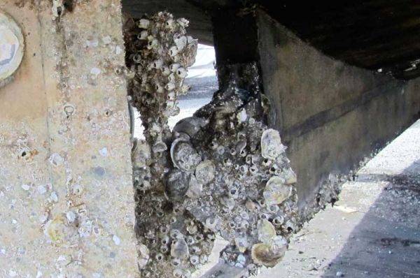 Barnacles fouling a propeller are very common, but this workboat hauled out at Hartge Yacht Yard in Galesville, MD, also sports some oyster shells.