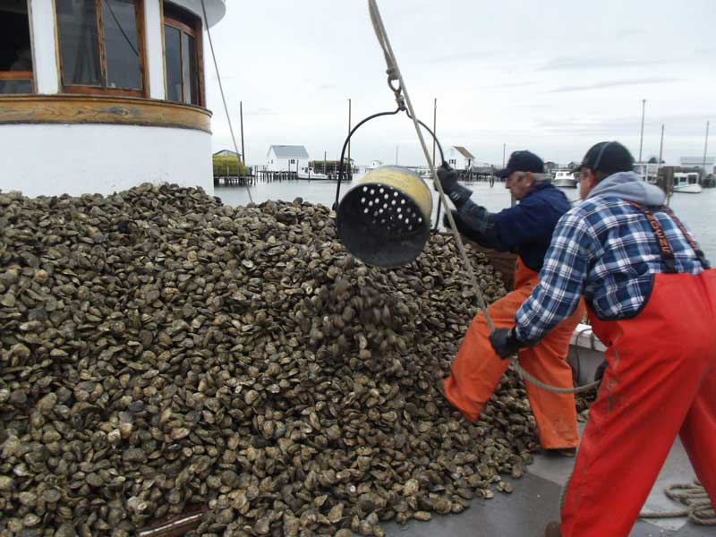 Aboard the oyster buyboat Delvin K. Photo by Tom Hale