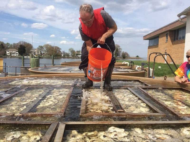 oyster gardeners