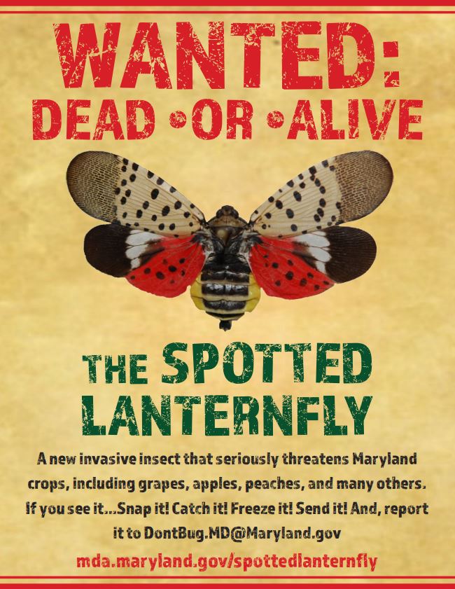 Marylanders are urged to be vigilant for new invasive species, the spotted lanternfly. Courtesy Maryland Department of Agriculture