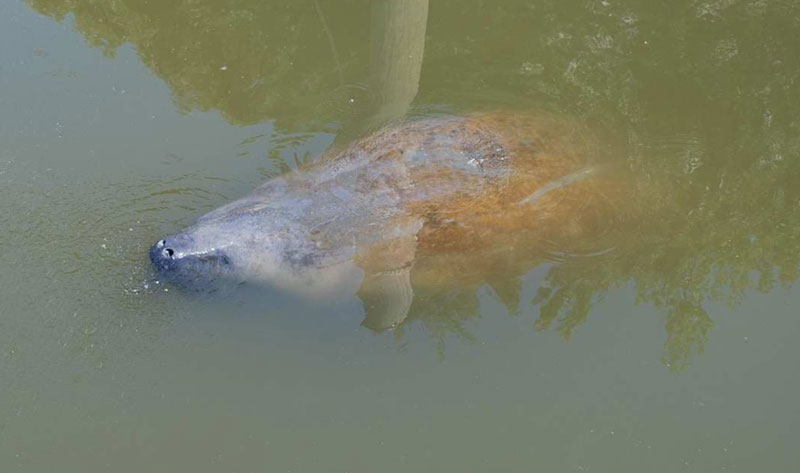 Chessie has made several visits to the Chesapeake Bay over the years. Photo by Hank Curtis/courtesy USGS