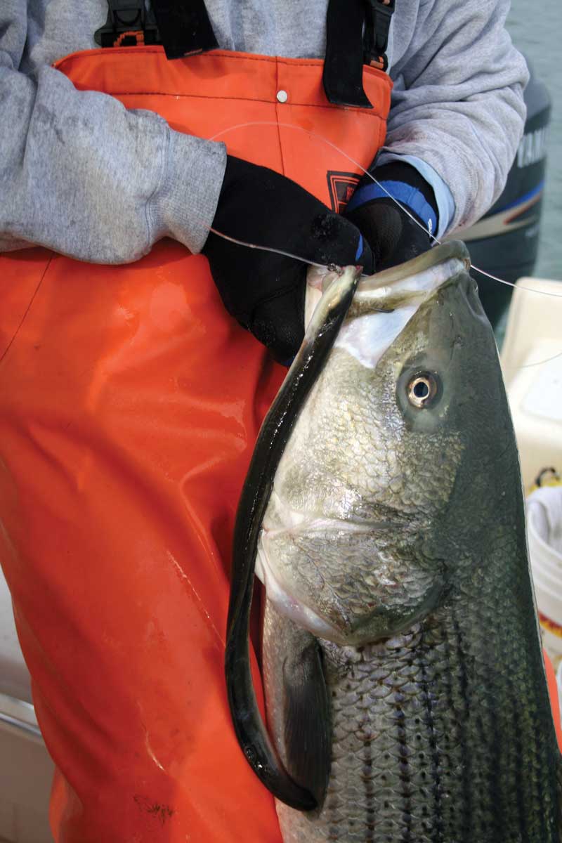 Cape Charles Mystery Rockfish