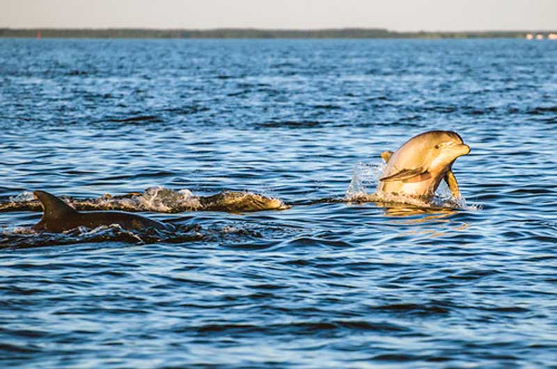 marine mammal