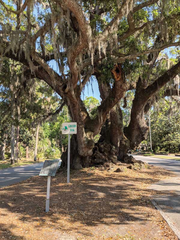 Lover's Oak is estimated to be 900 years old. Its trunk is 13 feet in diameter. Photo courtesy of Elizabeth Kelch