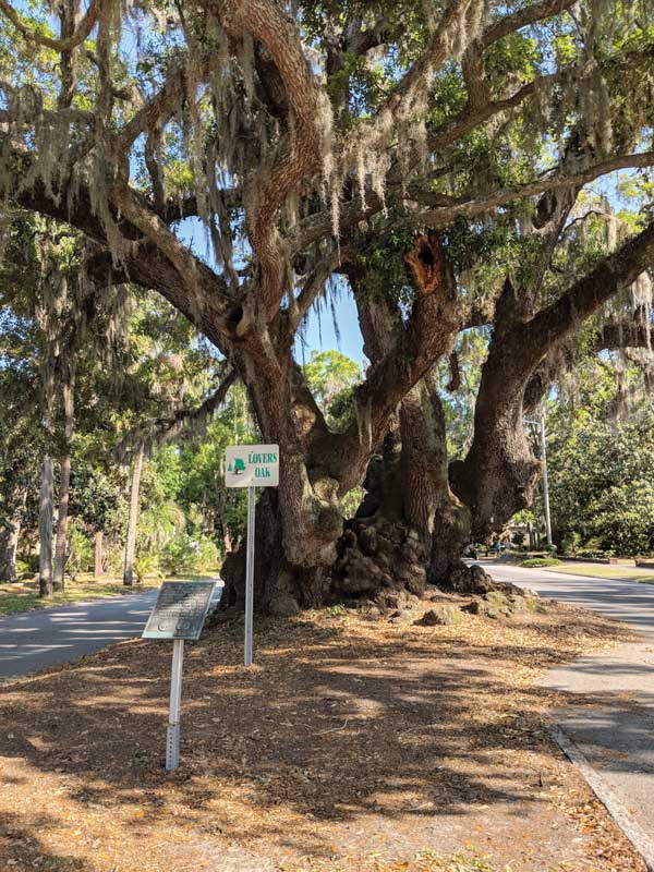 Lover's Oak is estimated to be 900 years old. Its trunk is 13 feet in diameter. Photo courtesy of Elizabeth Kelch