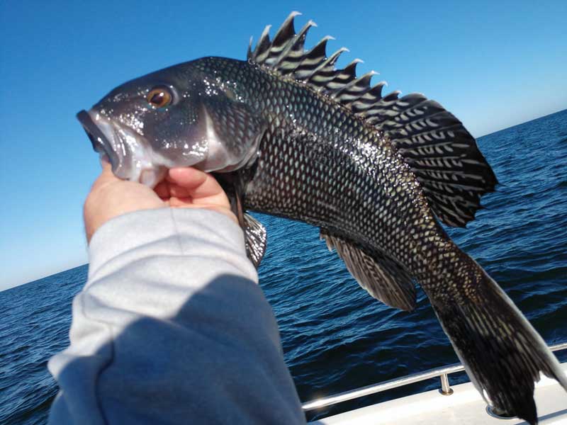 Black Sea Bass: Drop and Crank Excitement