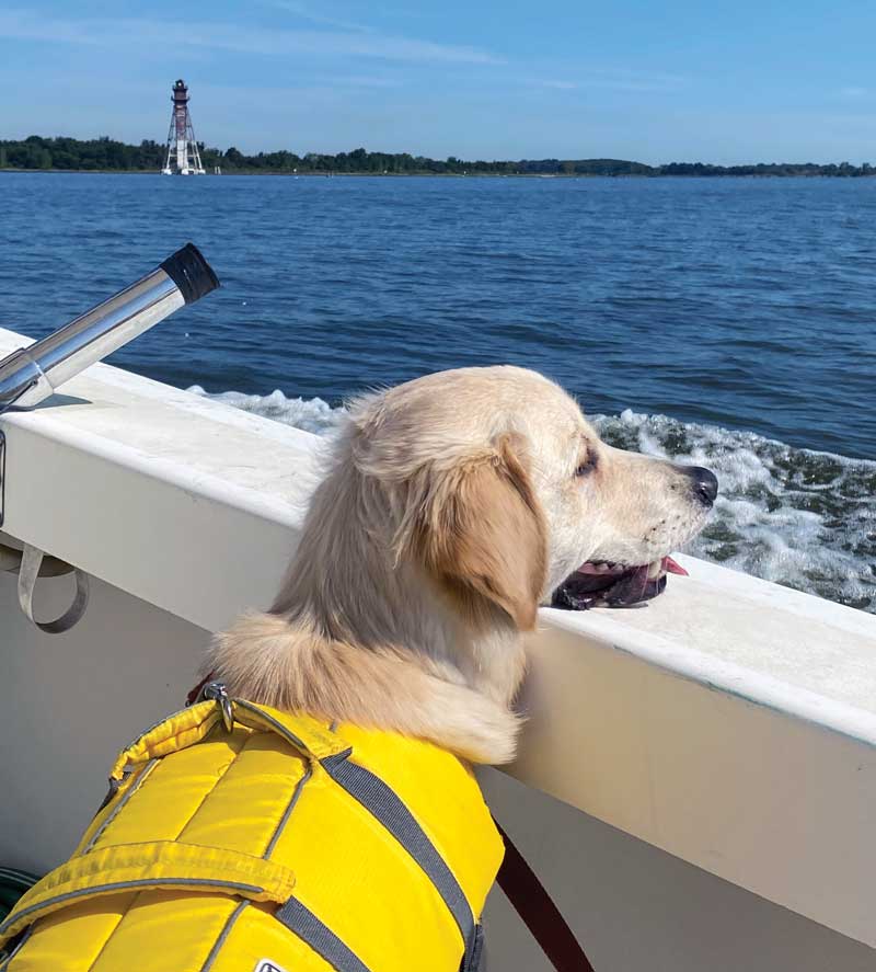 dog life jacket