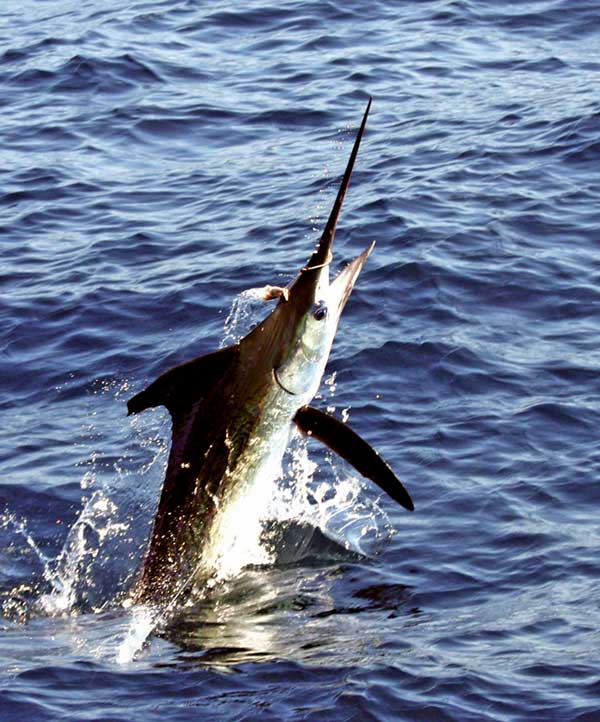 marlin tournaments