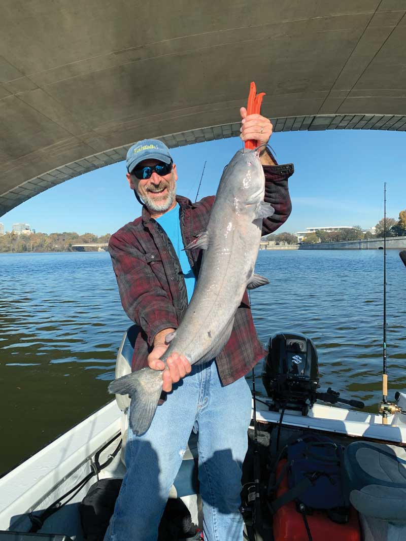 blue catfish