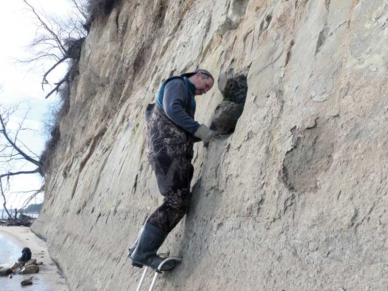 calvert cliffs