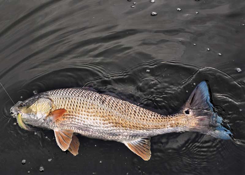 See the Bay Fishing the Elizabeth River PropTalk