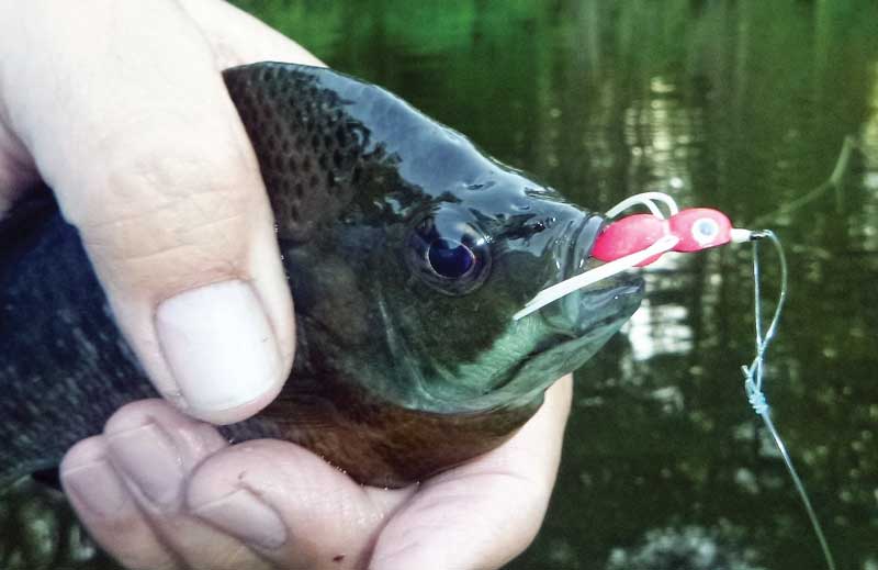 Bluegill on topwater frog? : r/Fishing