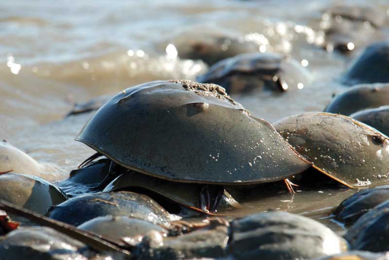 horseshoe crabs