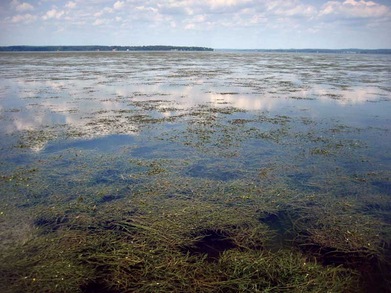 underwater grasses