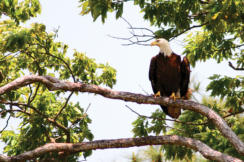 chesapeake national historic trail