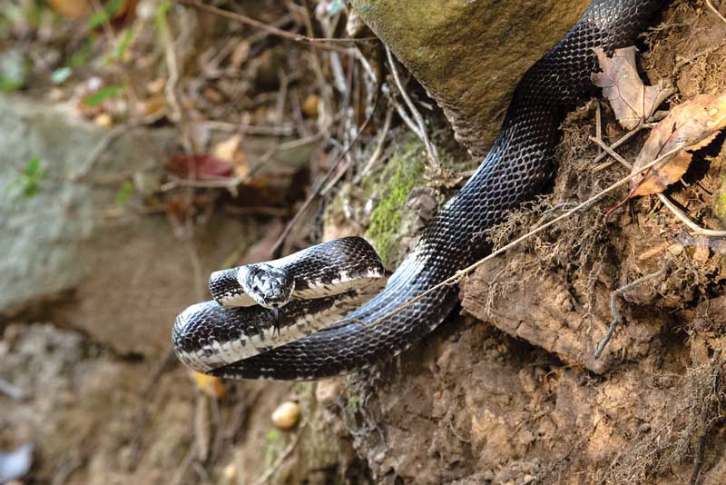 snakes of the chesapeake