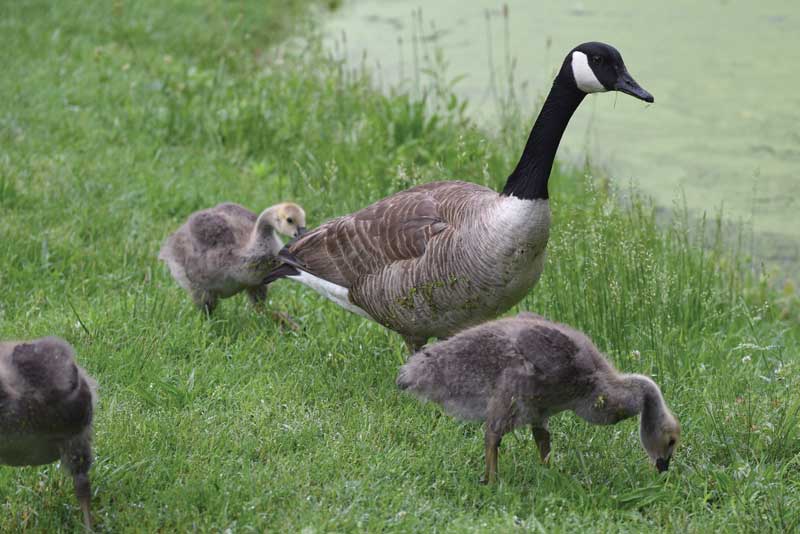 waterfowl Survey