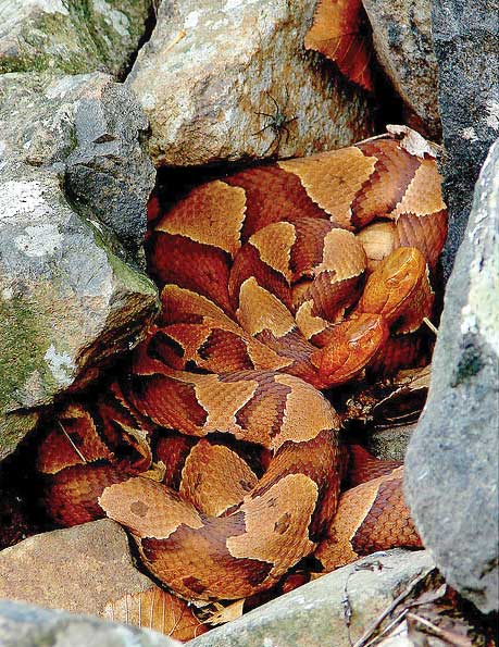 snakes of the chesapeake