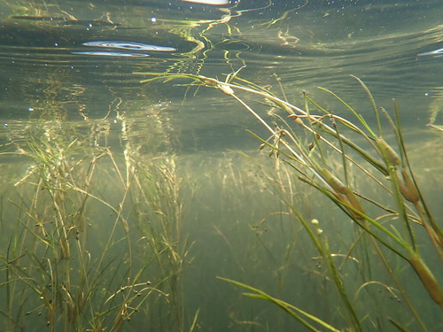 underwater grasses
