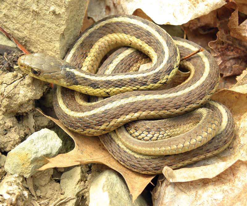 snakes of the chesapeake