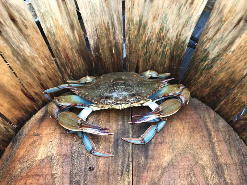 blue crab winter dredge survey