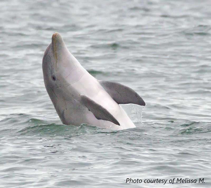 chesapeake dolphinwatch