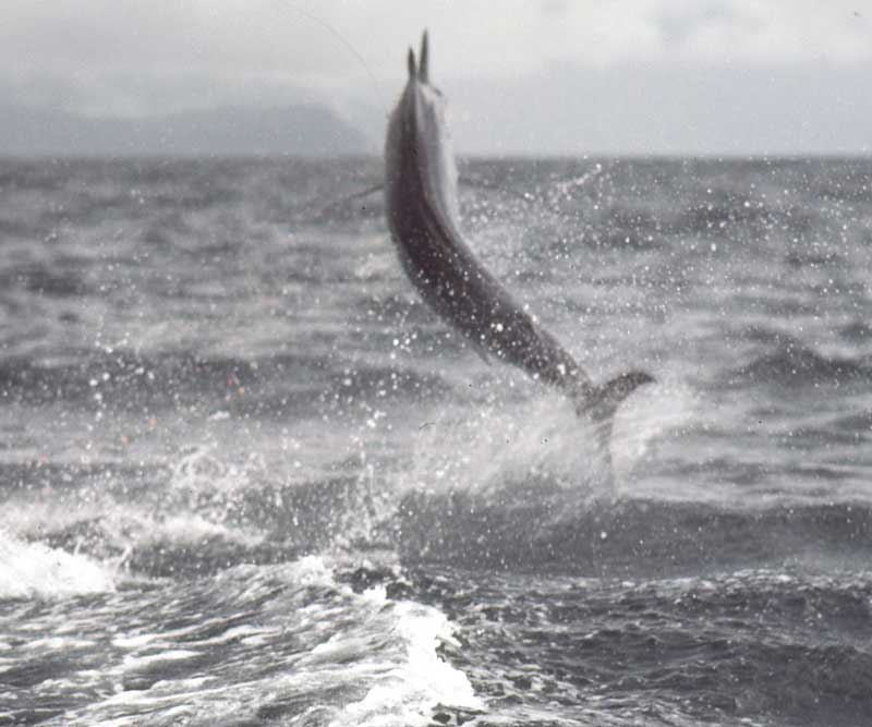 marlin