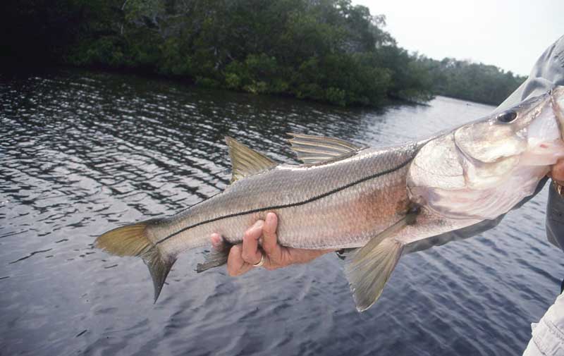 fishing fort myers, florida