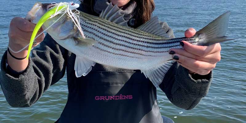 striped bass