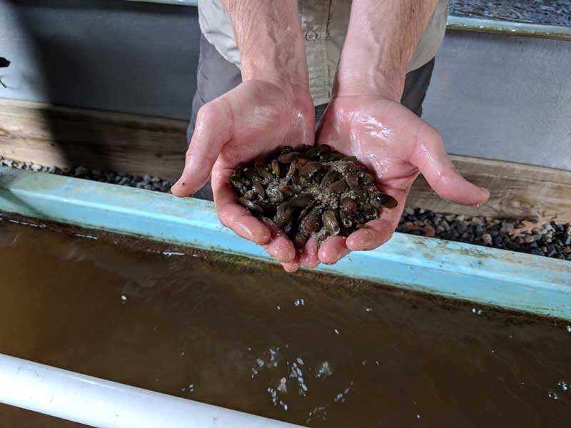 freshwater mussels